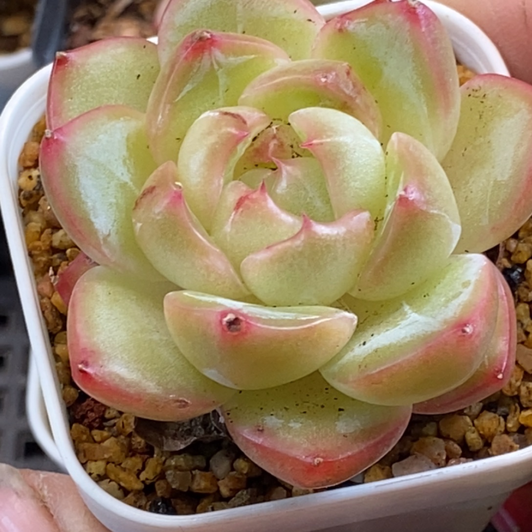 天官赐福百无禁忌