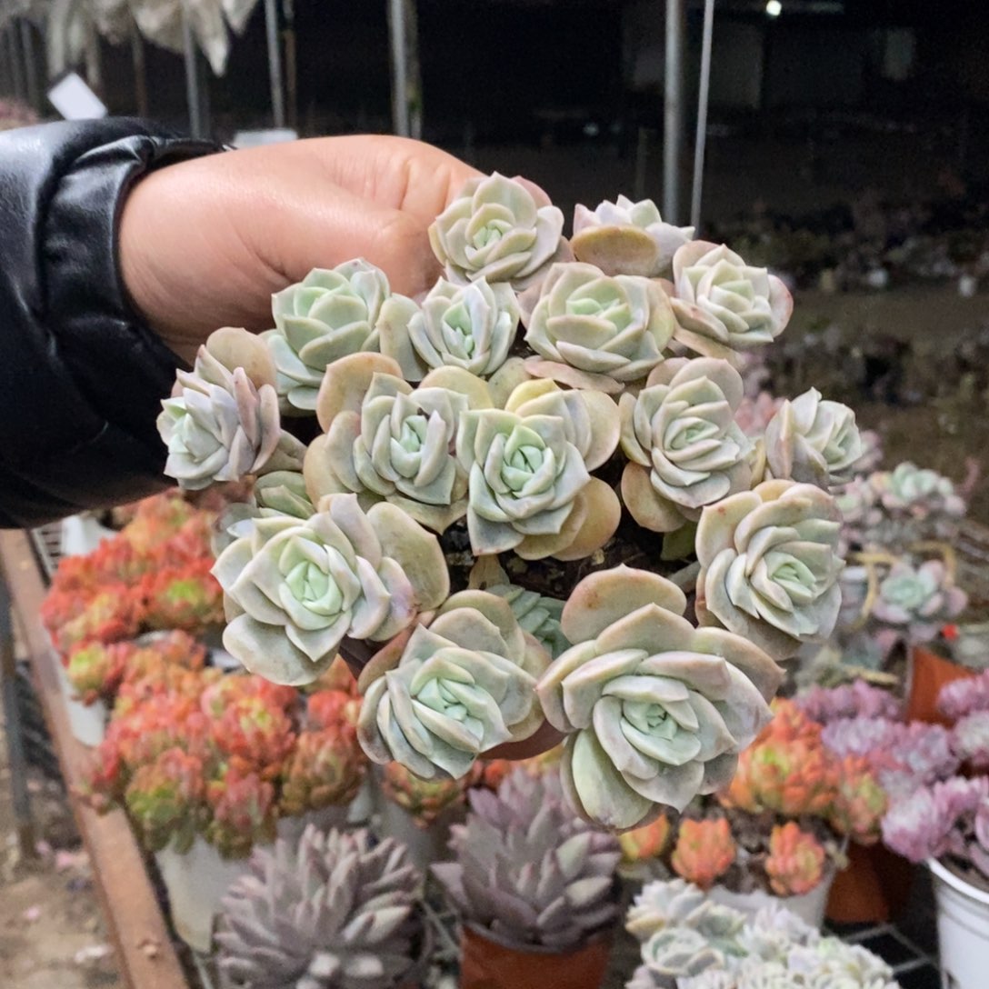 可爱玫瑰散装带盆土十头起发一盆