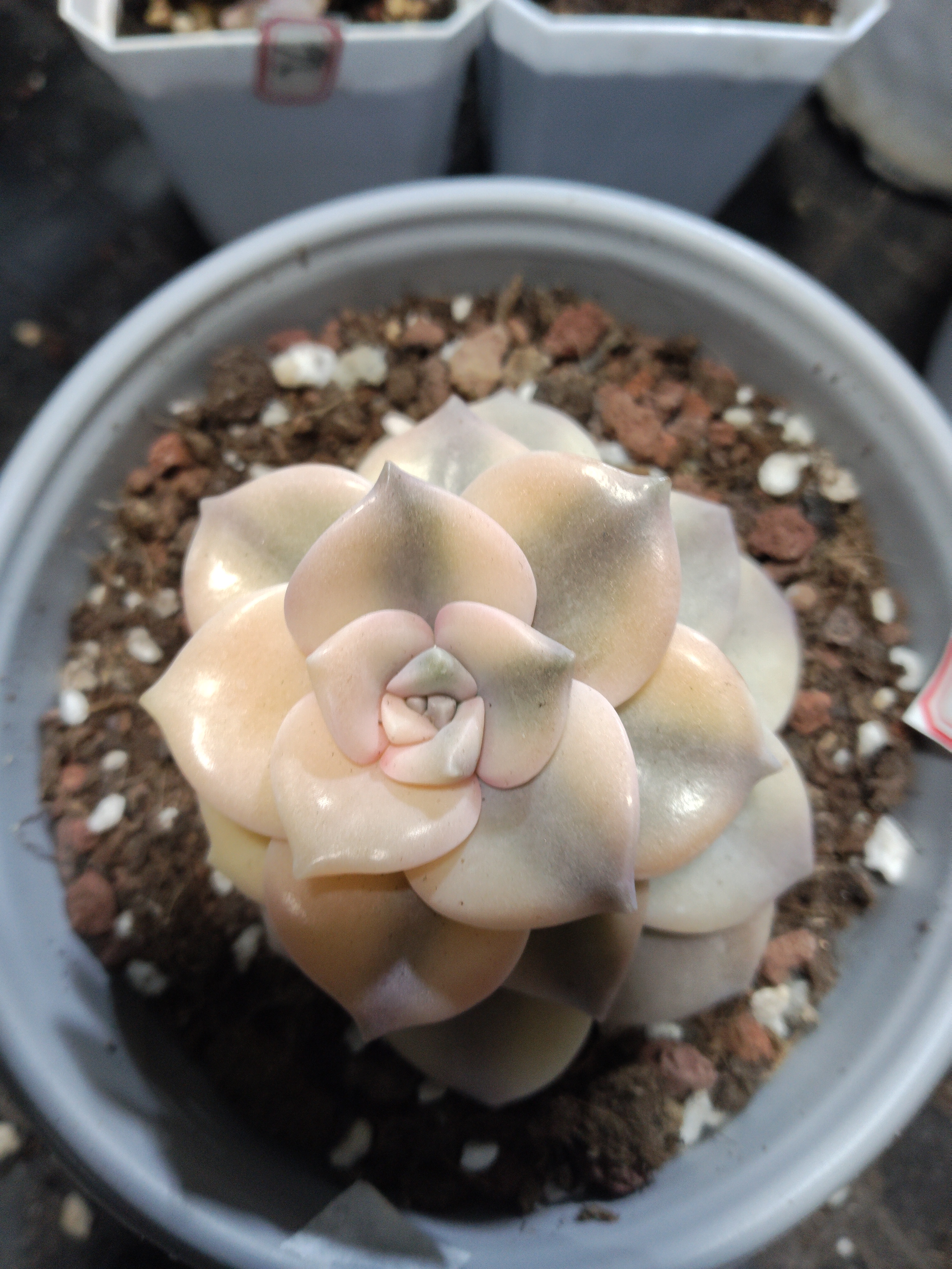 非偏远18包邮  一物一拍  12厘米盆 A125粉紫乐锦