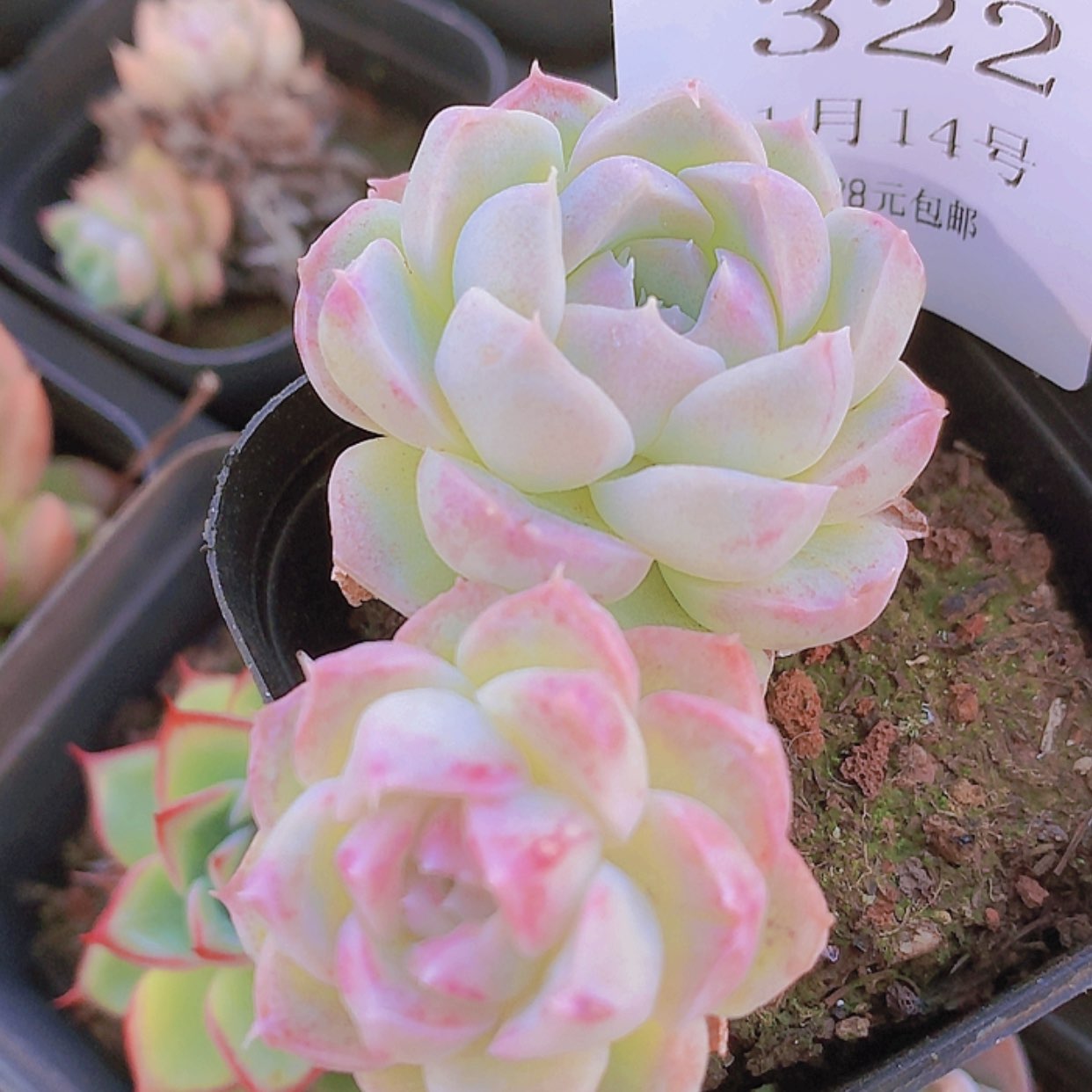 【闪购商品】云322