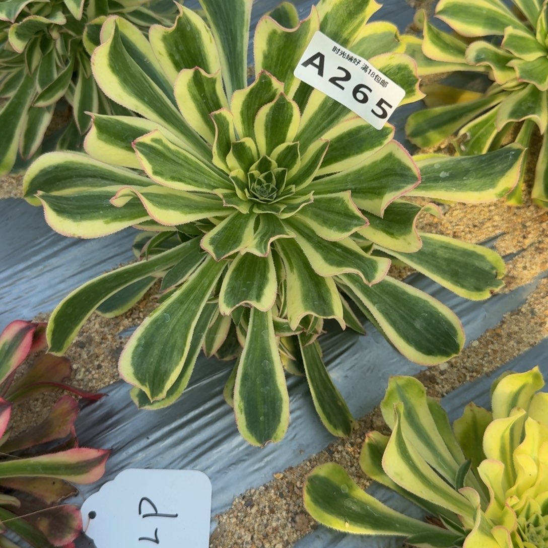 汐***缘265白兰地。多肉植物
