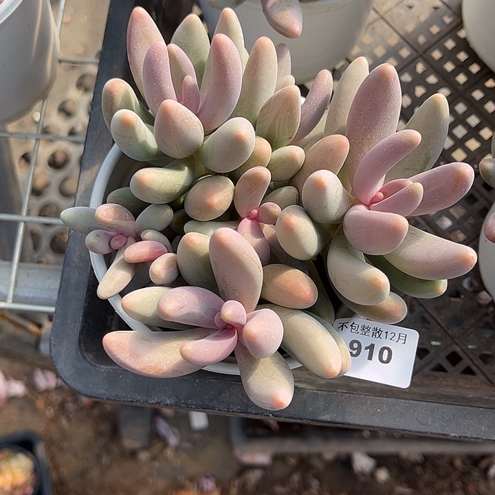 阿雅园艺。     910红手指