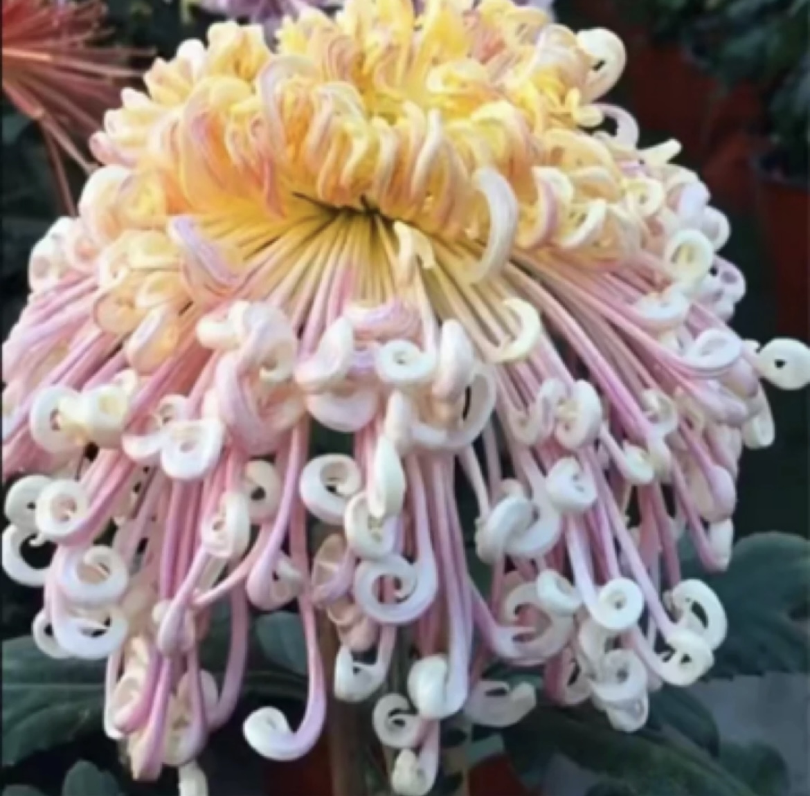 【夜明珠】菊花盆栽大花多年生耐寒好养绿植花卉带花苞发货