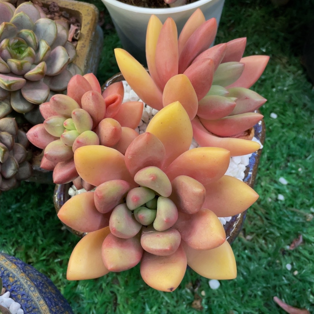 桃花源多肉植物盆栽多肉10