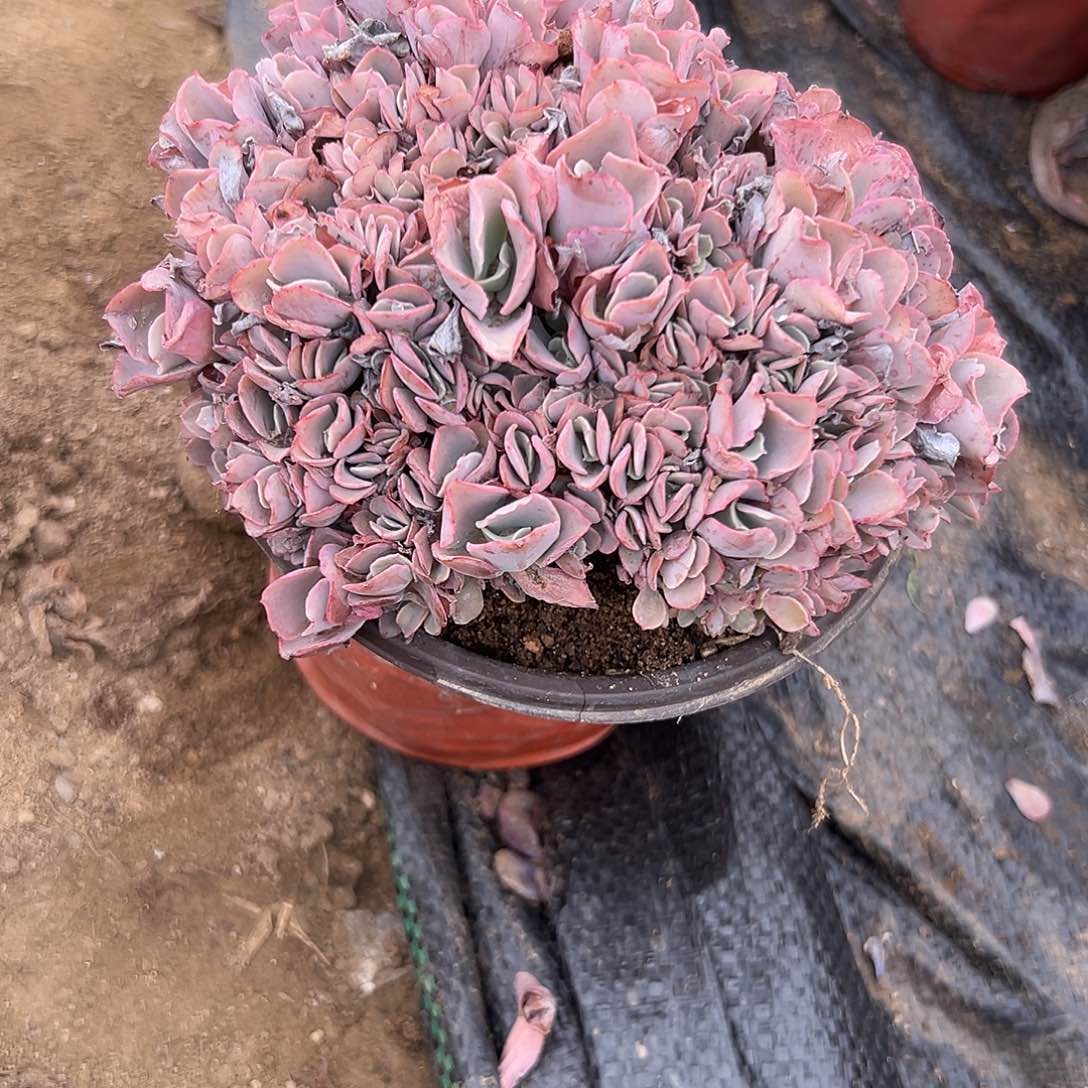 多肉植物多肉植物