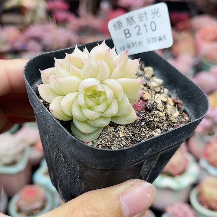 210 非偏远28包邮 群身不包整