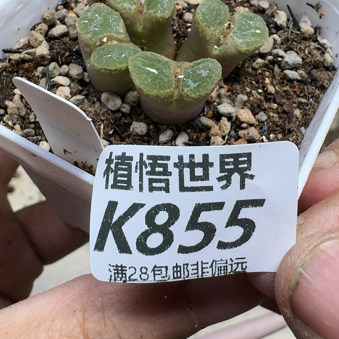 多肉植物的润泽fhb