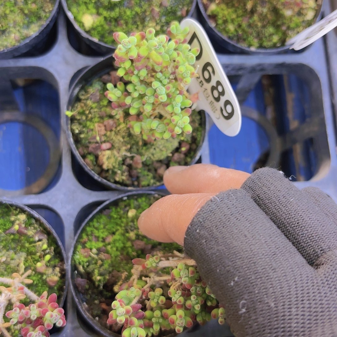 D689红宝石锦一物一拍