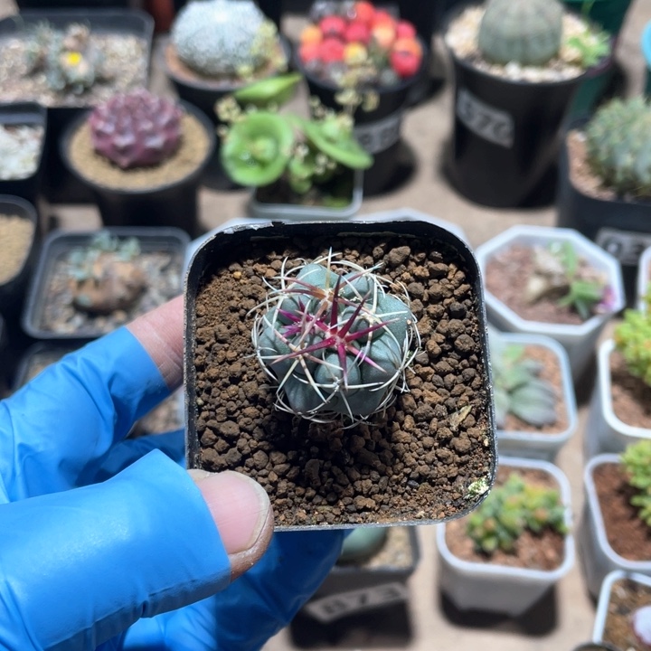 小***?959实生狂刺绯冠龙仙人球