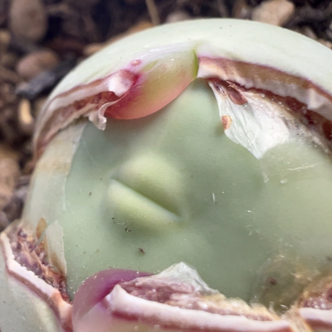 嘟嘴鸽子蛋 肉锥植物