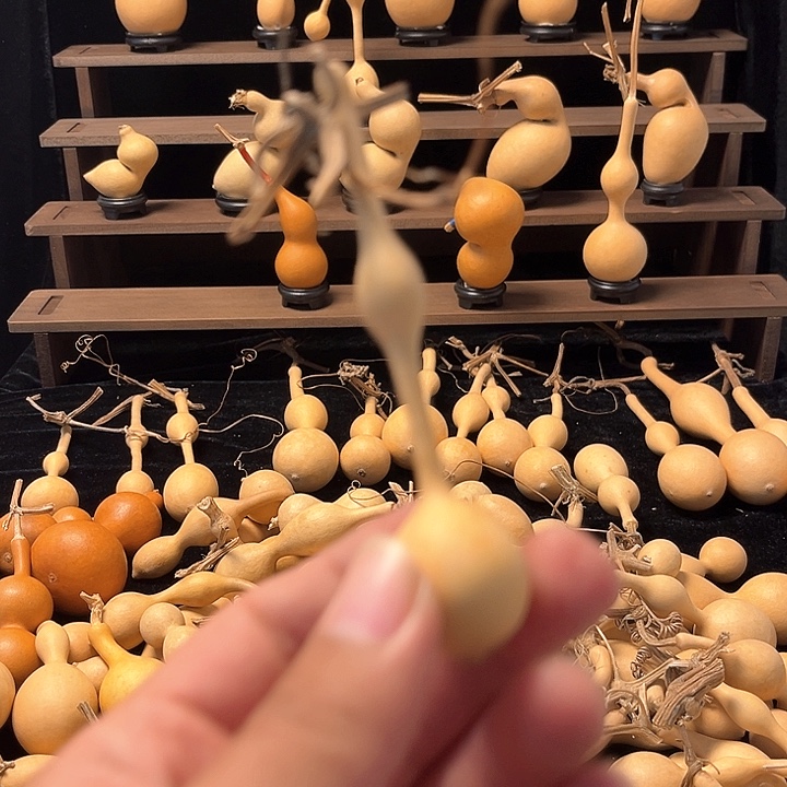 蚂蚁杆子放漏了哈哈