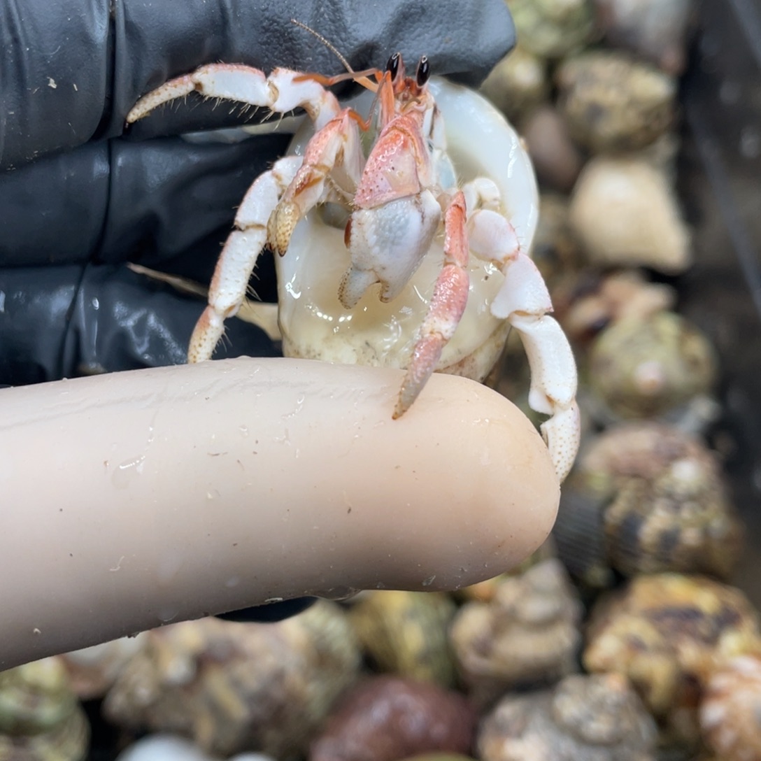 不退不换活体宠物84