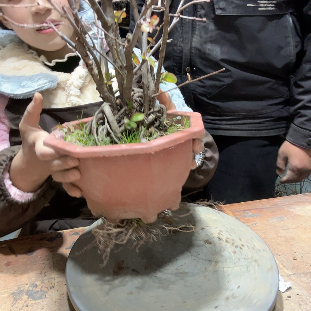 星***云无花朵原生海棠花