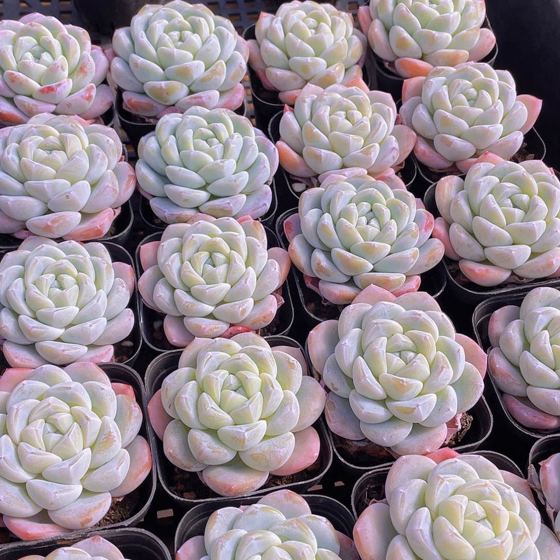 量拍3号 玉冰冰单头一个