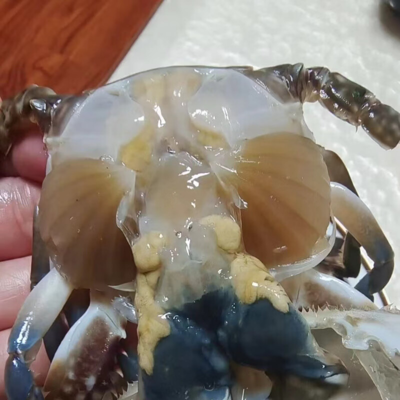 一卤鲜原味，北海二母蟹，肥美鲜香，3斤，嘎嘎好吃。