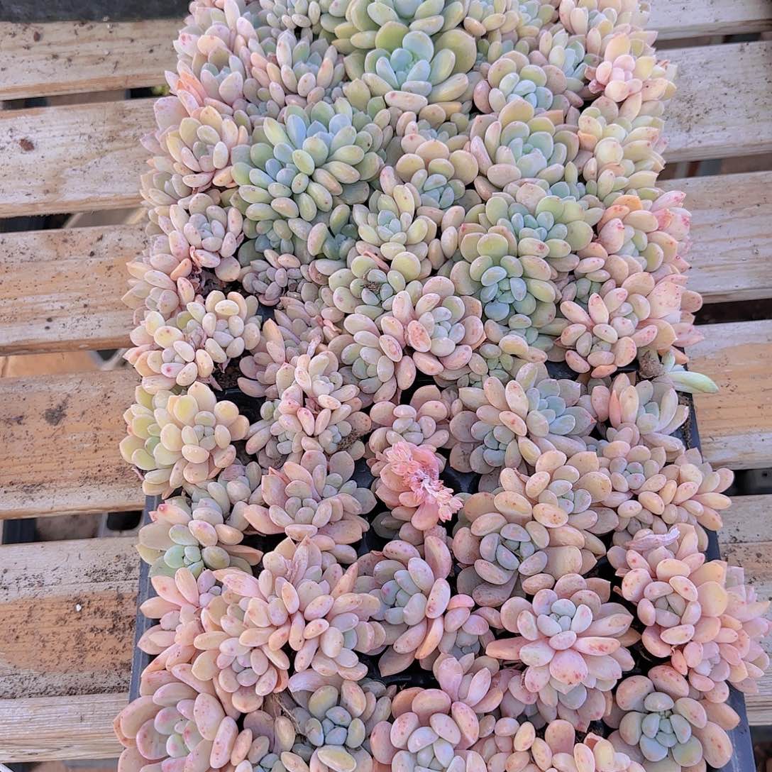 直播一物一拍多肉53