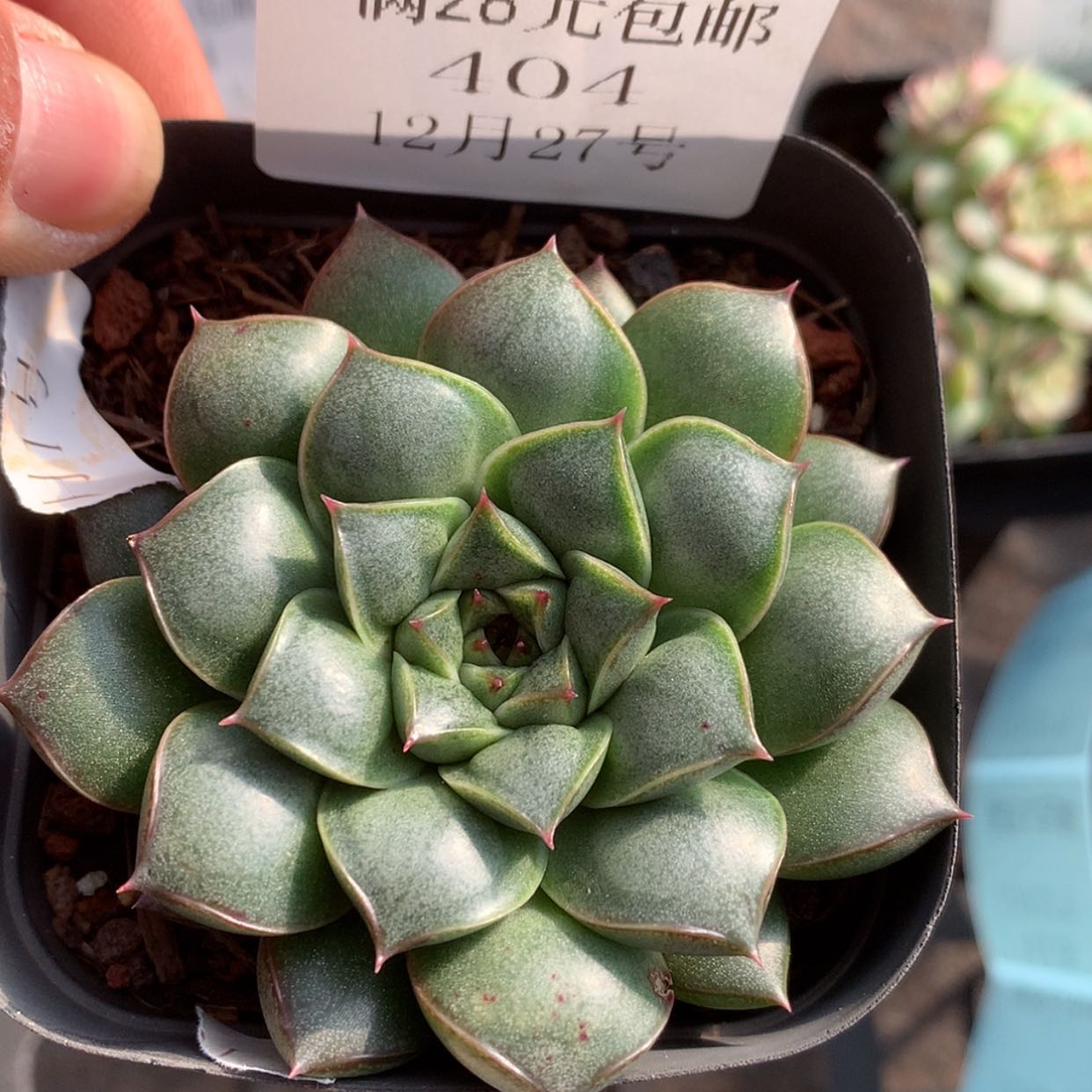 【闪购商品】云404