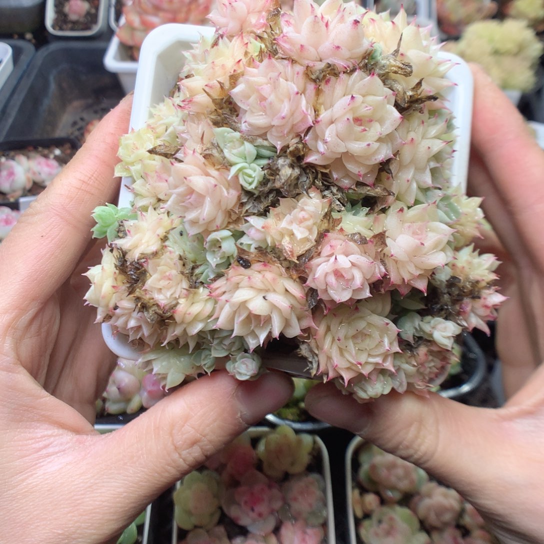 无花朵Q25。yyyyyyy