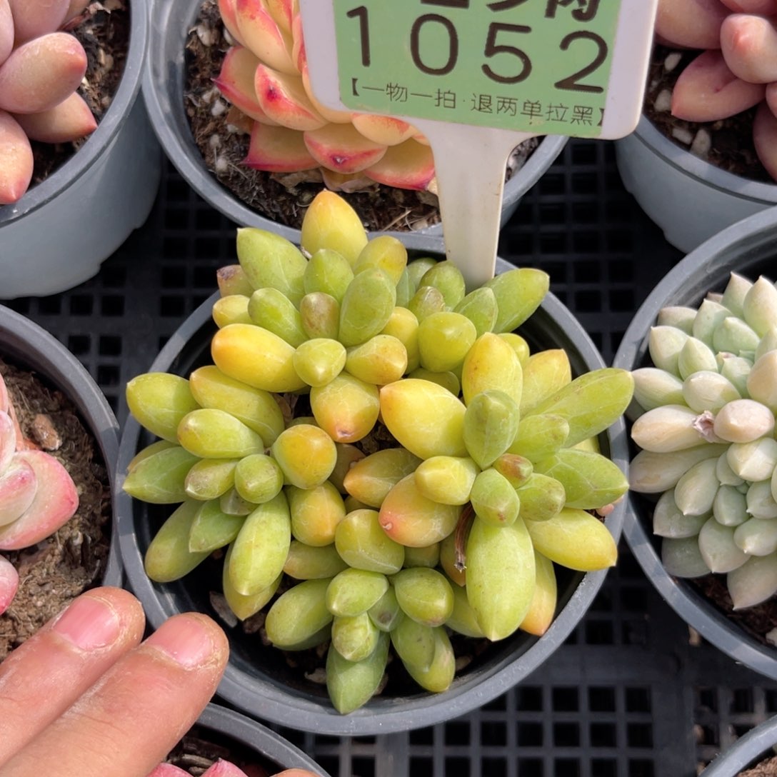 云尘多肉一物一拍1052，