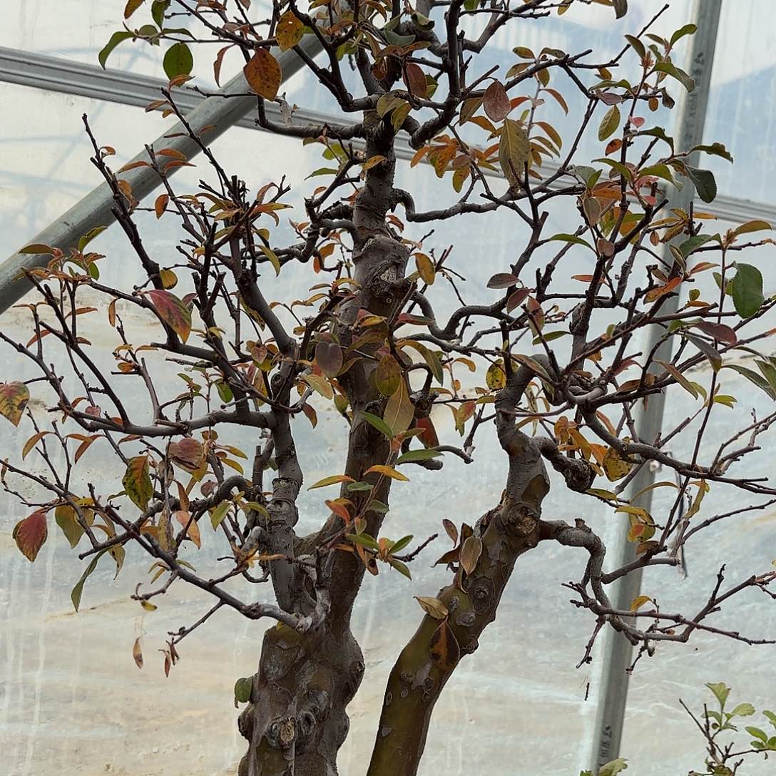 无花朵木瓜盆景造型盆栽花卉