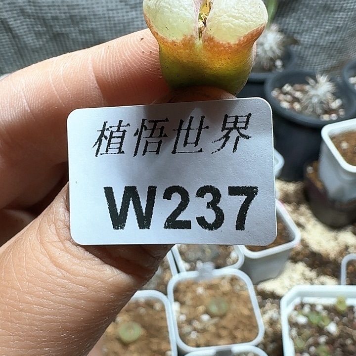 237号多肉植物哇f g
