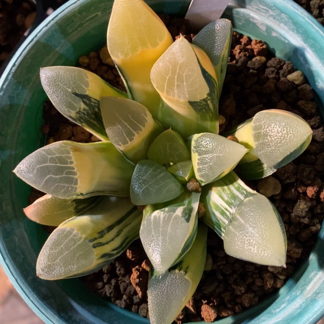 一颗实生大克锦。   