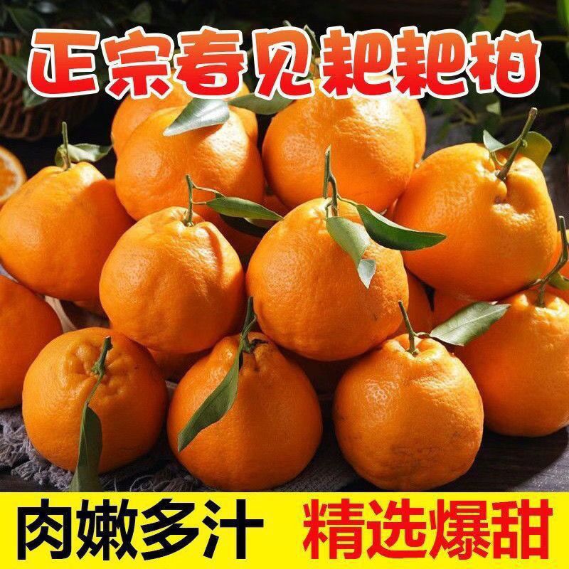 春见粑粑柑丑橘3斤左右纯甜口口爆汁