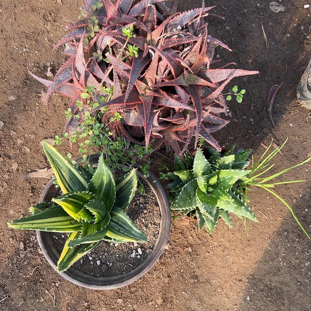 多肉植物三颗芦荟