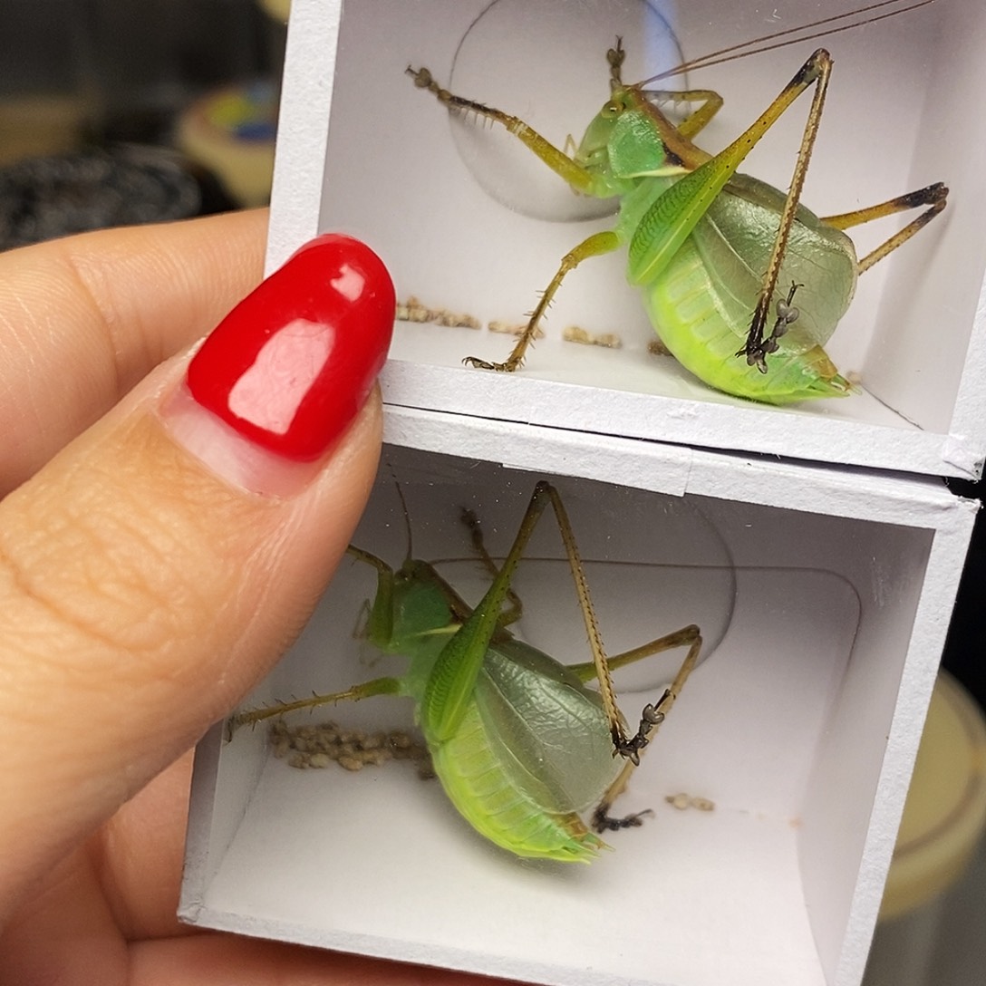 大扎嘴90两只哈哈哈哈哈