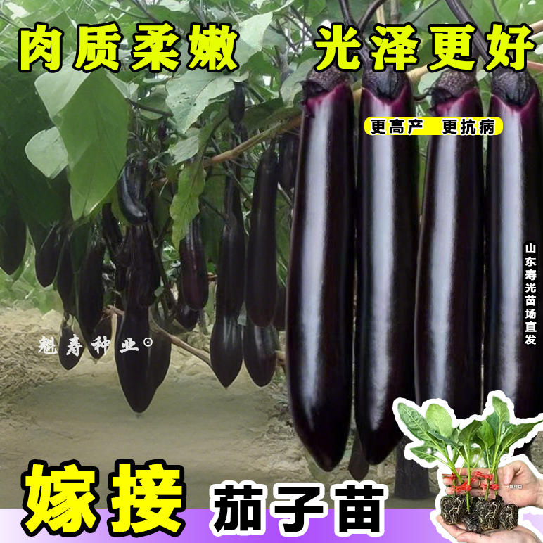 高产抗病嫁接茄子秧苗大长龙紫长茄苗嫁接圆茄苗秧耐热耐寒蔬菜苗