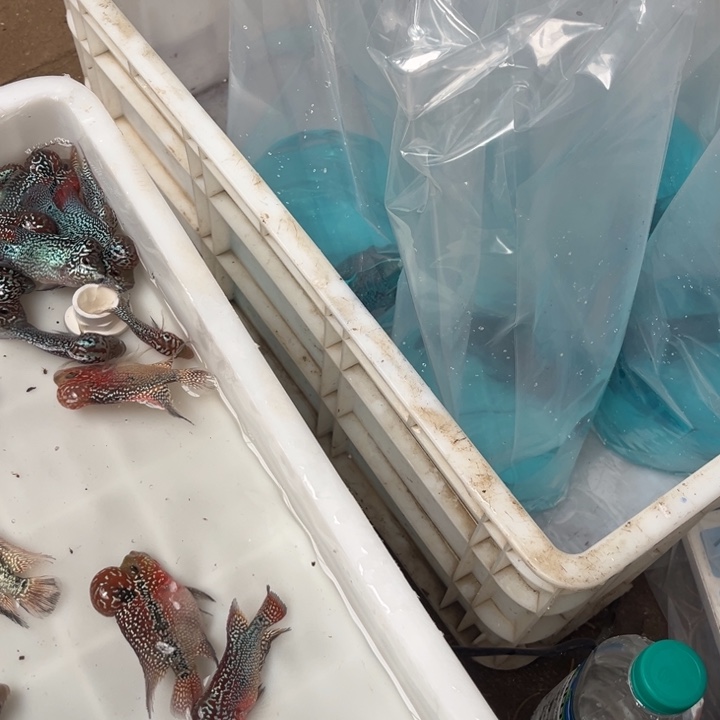 多***心罗汉鱼1111111111111111111111