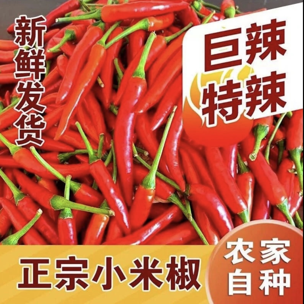 新鲜小米辣产地直发新鲜采摘红辣椒朝天椒坏单包赔
