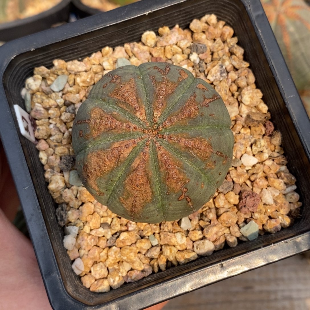 6 欧系实生布纹球多肉植物