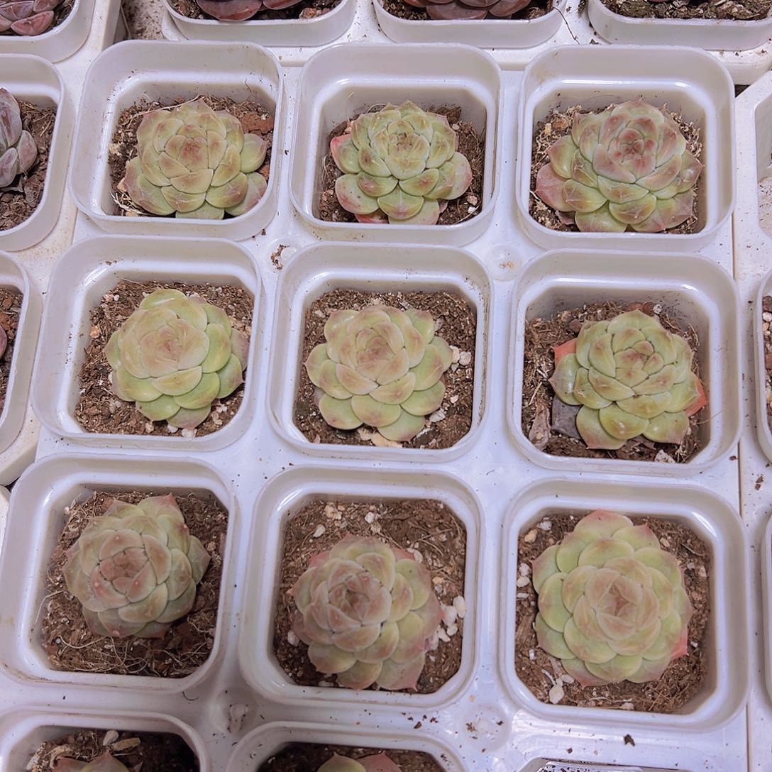 冰雪龙19包邮多肉植物