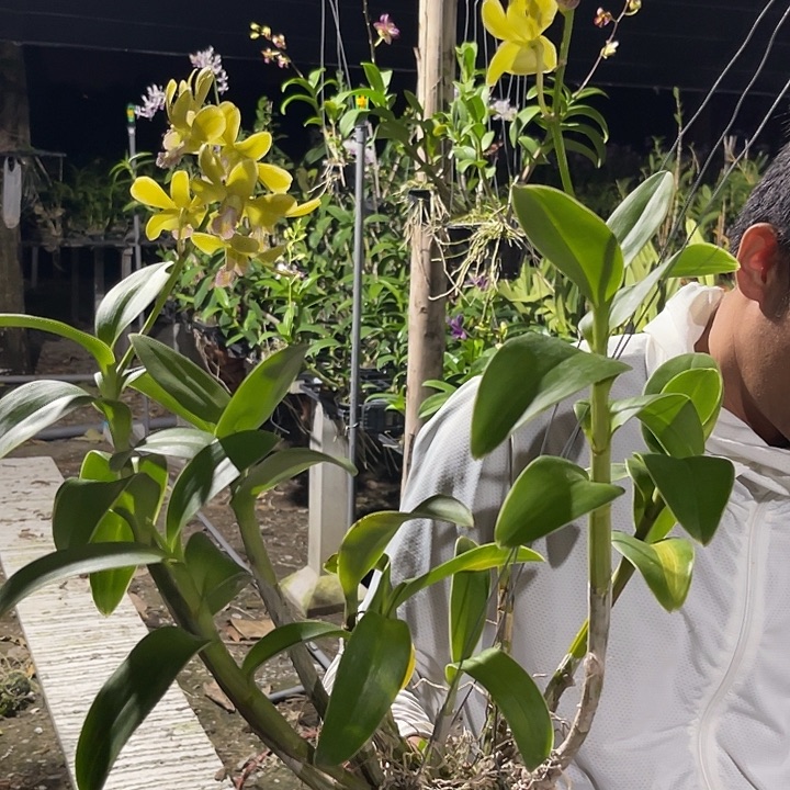 当前无花朵，栽培后可花朵叶艺紫唇640