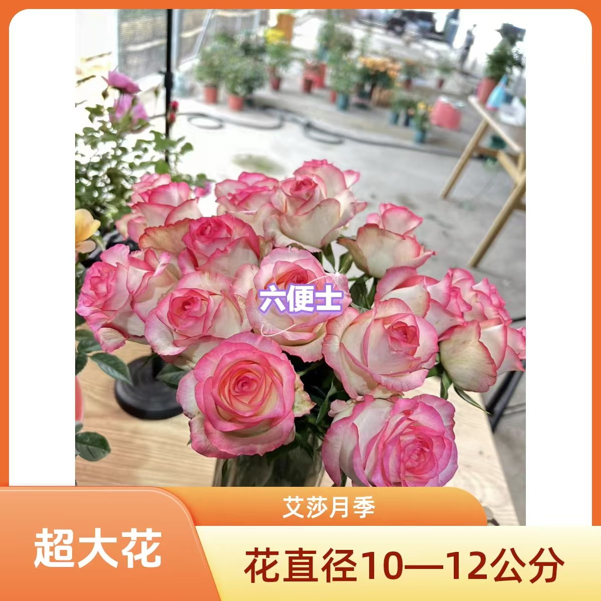  【艾莎】（带花苞发货）1加仑盆独棵老桩多季节重复开花月季盆栽