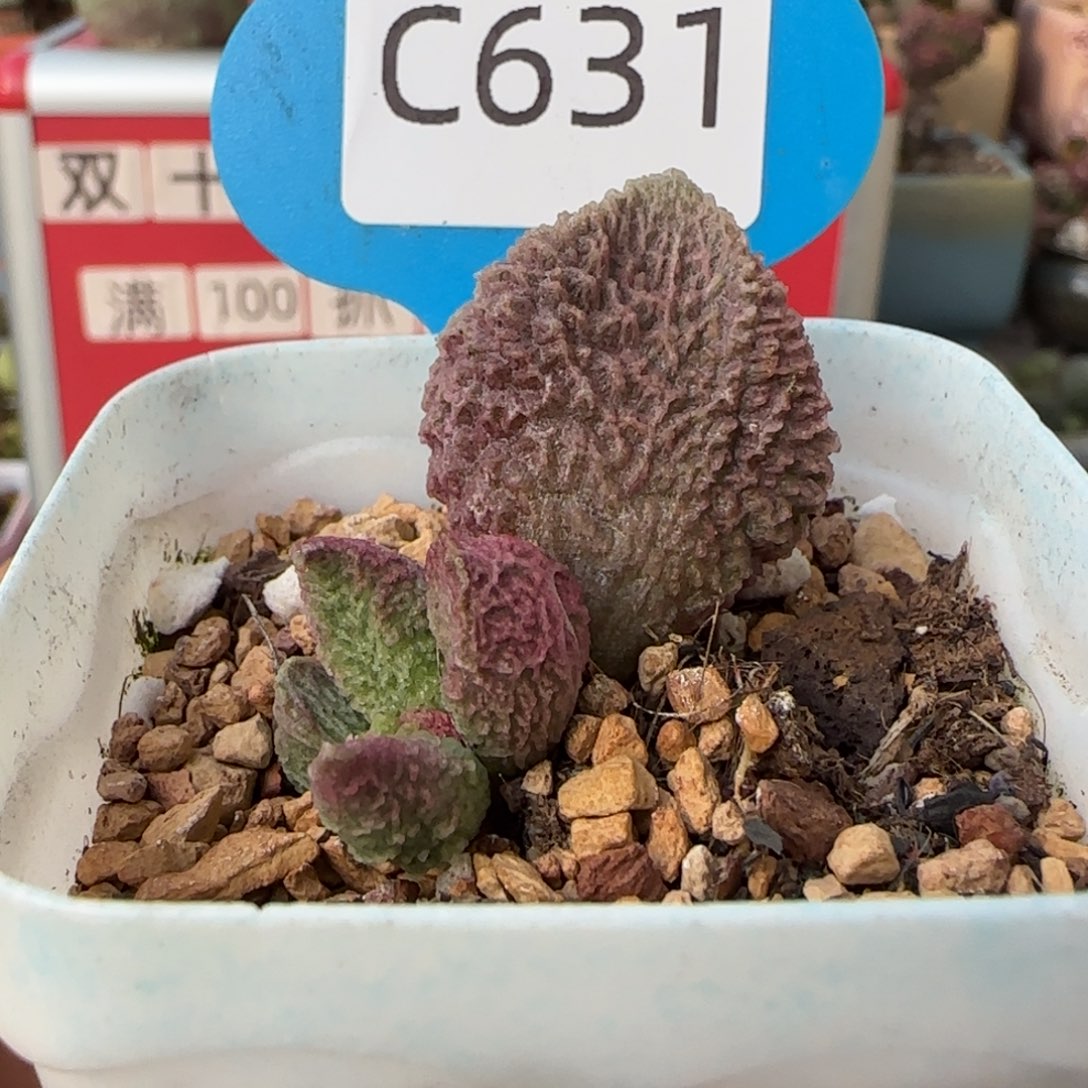 一****巨猪宝。    631。 