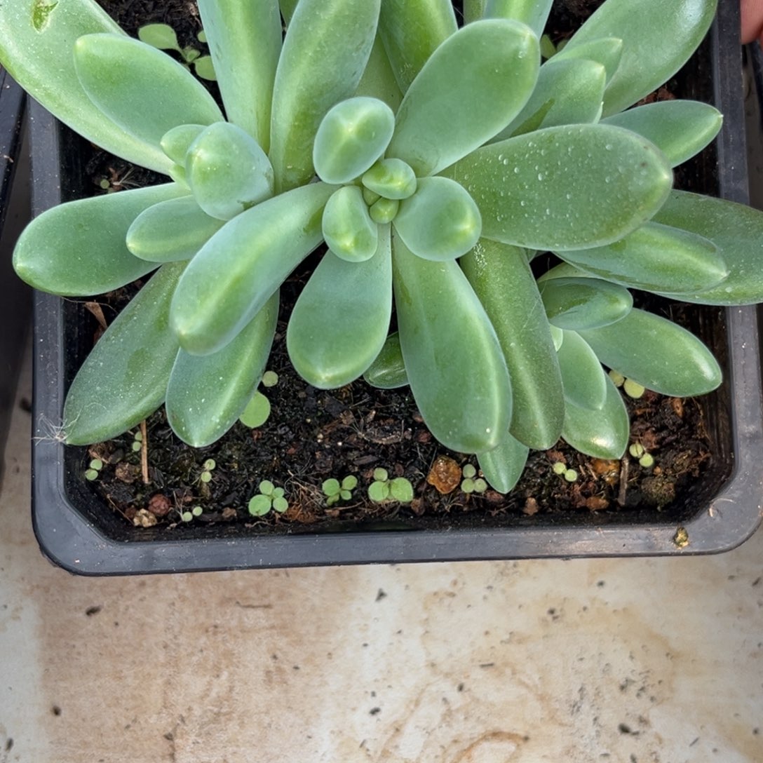 橙色奇迹多肉植物130