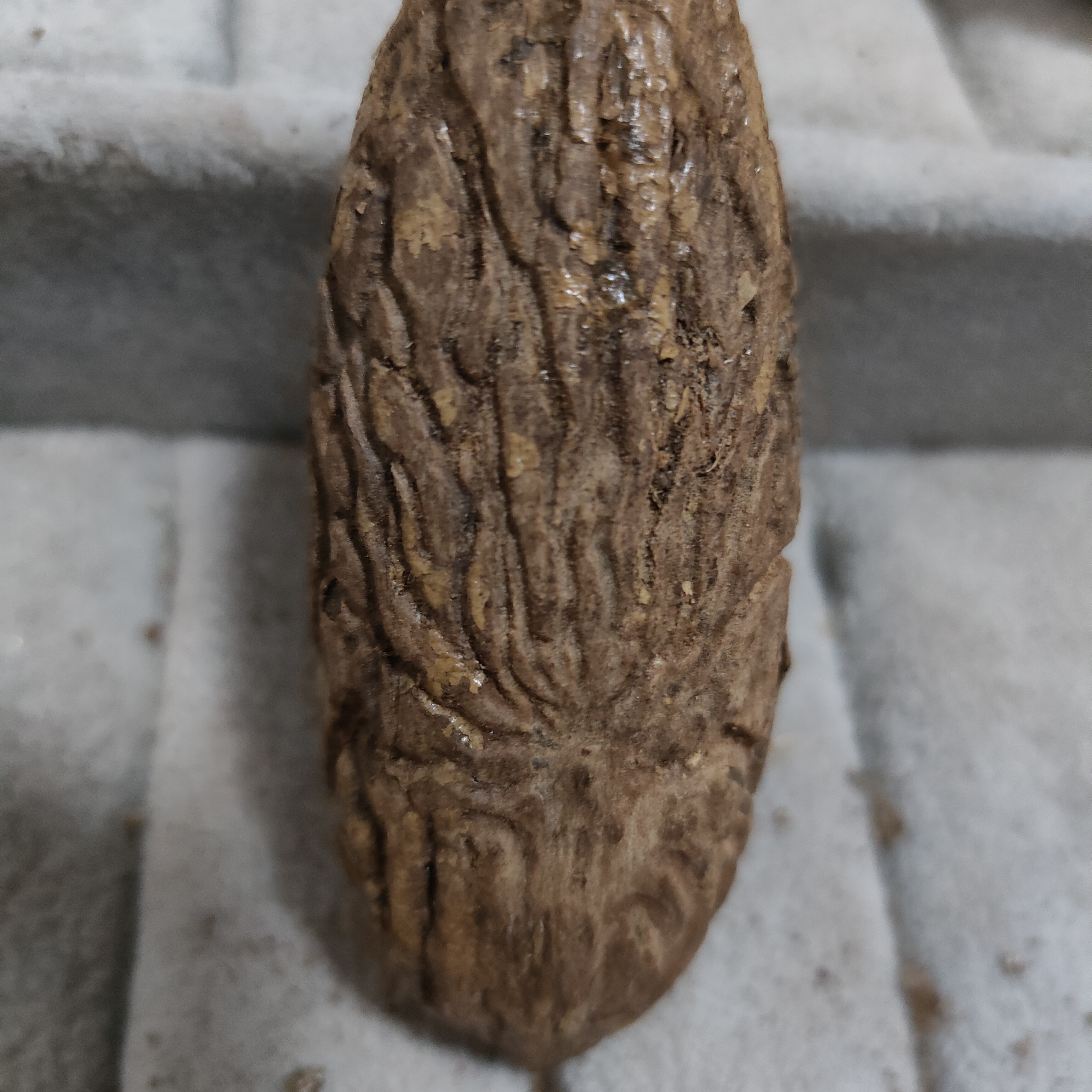 千眼菩提纹路果（原皮发货）