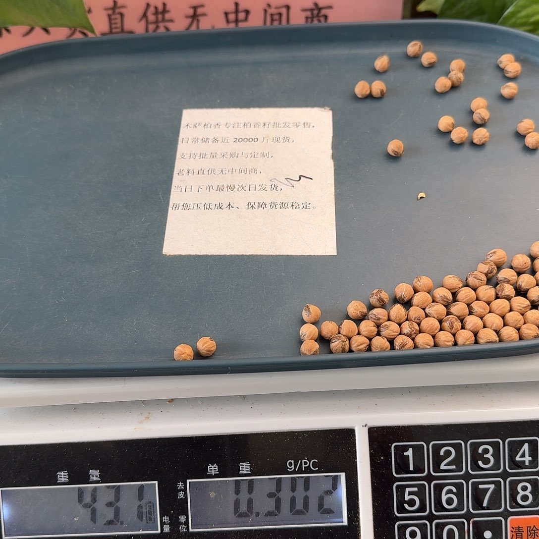 L***。柏香籽/百香籽吊坠7.5+43克MY52