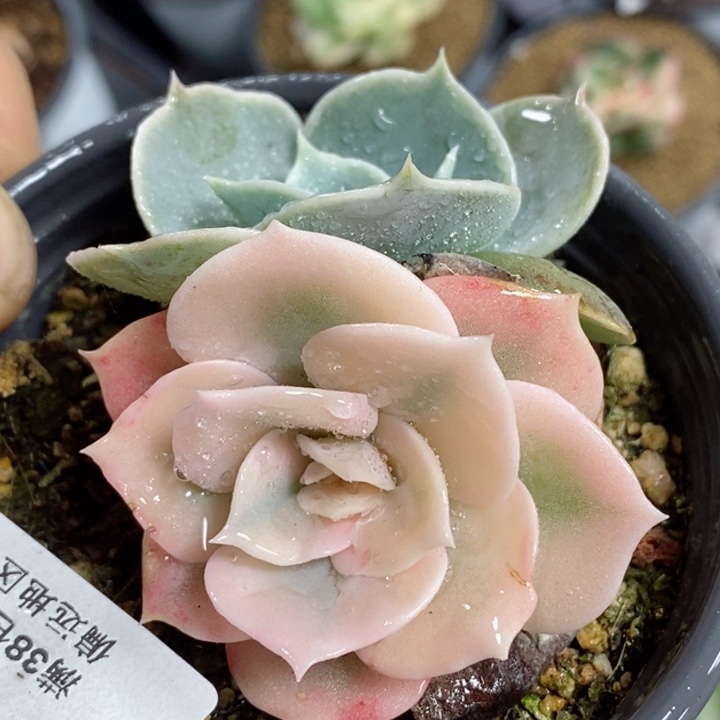 411天鹅湖锦 小方花圃一物一拍
