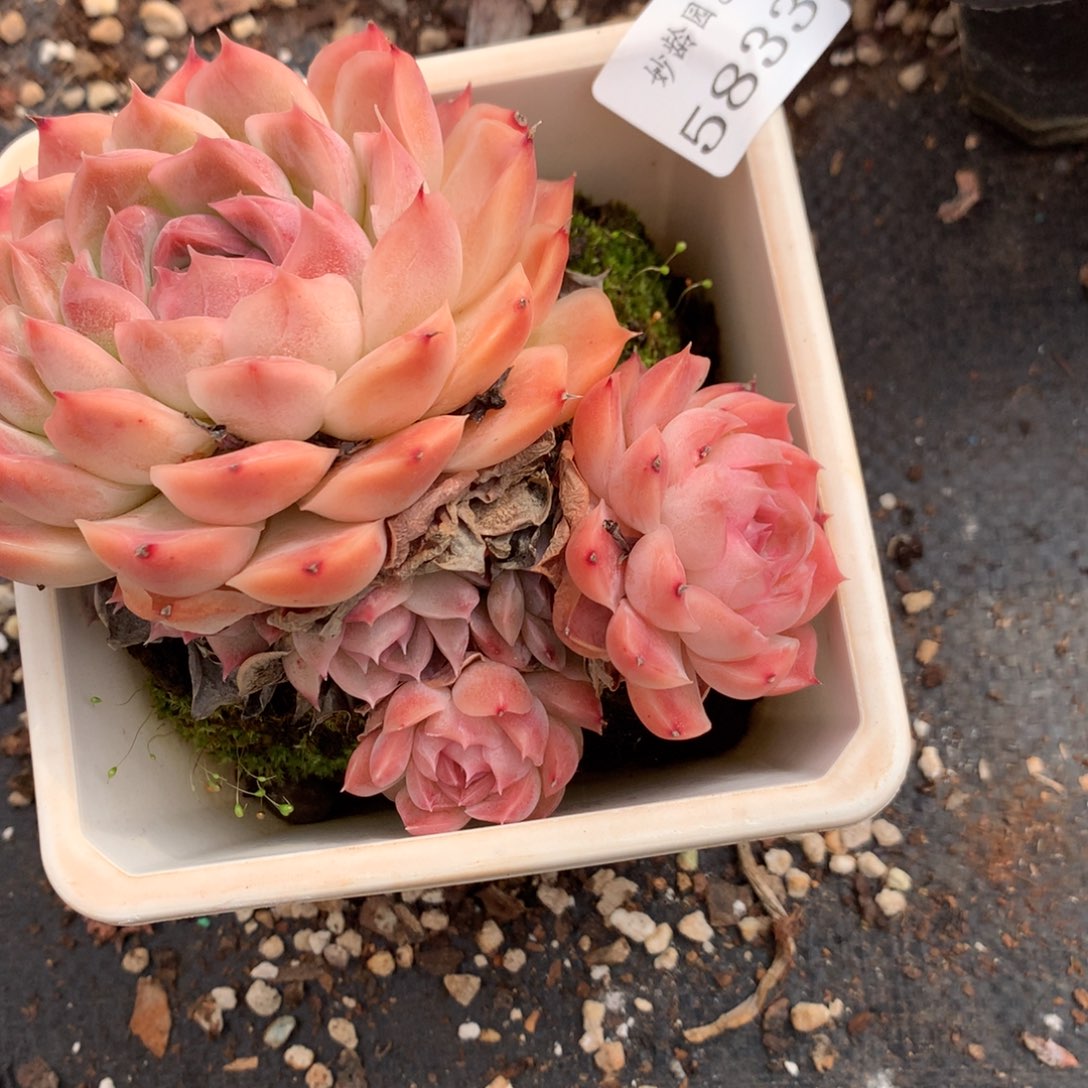 5833新年快乐发发发