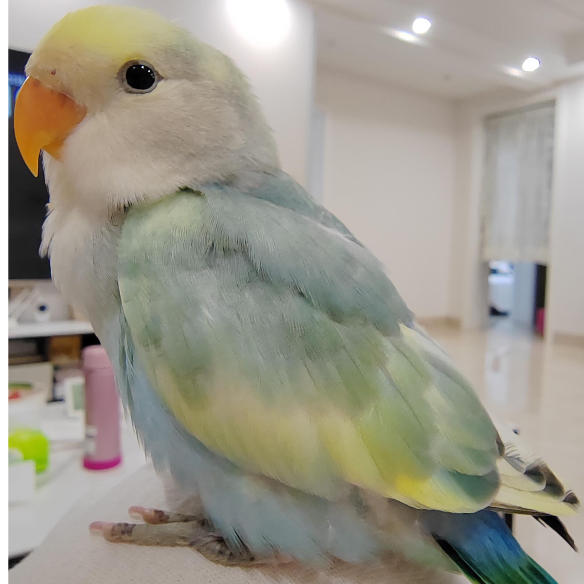 超萌半毛手养半毛活体鹦鹉
