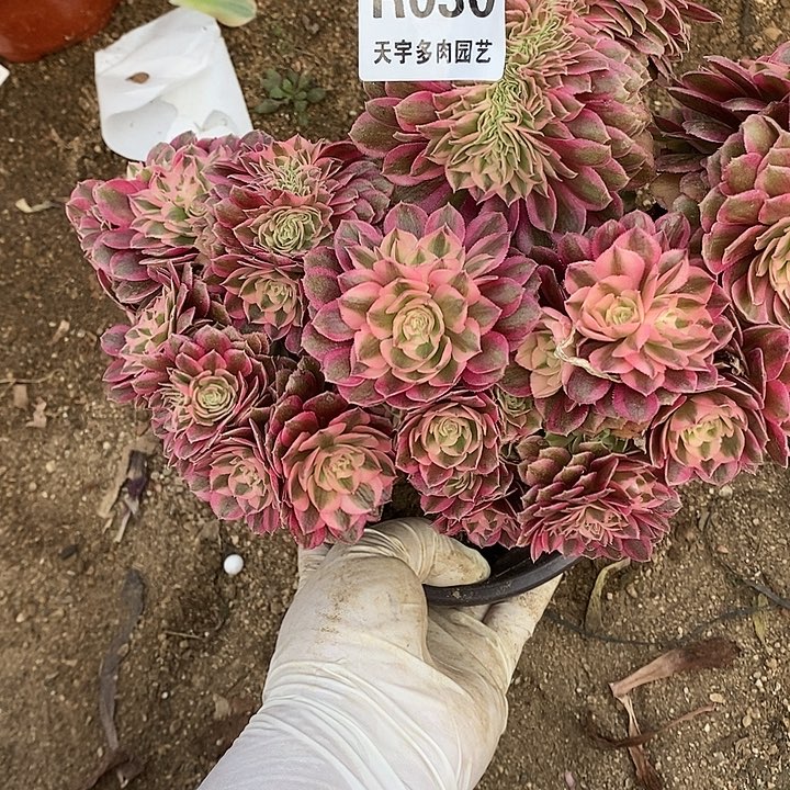 多肉植物倾城缀030多肉