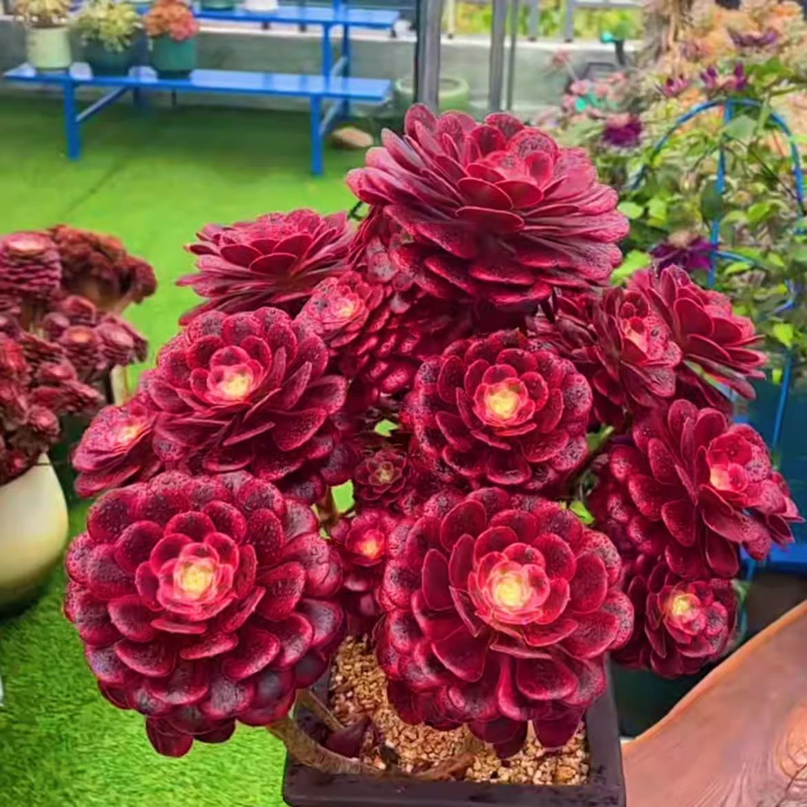 多肉植物多肉盆栽美杜莎大号多肉法师老桩多头阳台绿植观赏盆栽