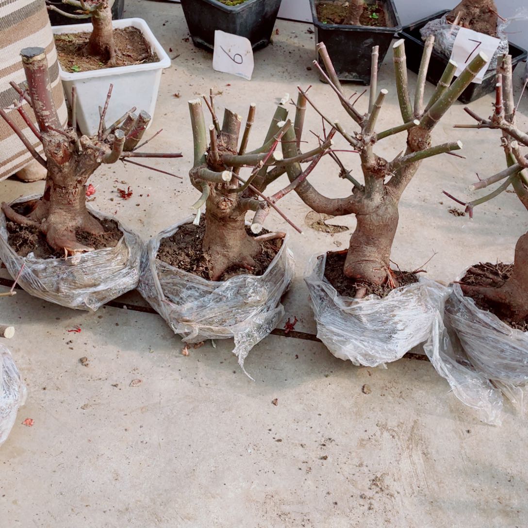 华***养无花朵出星星老桩