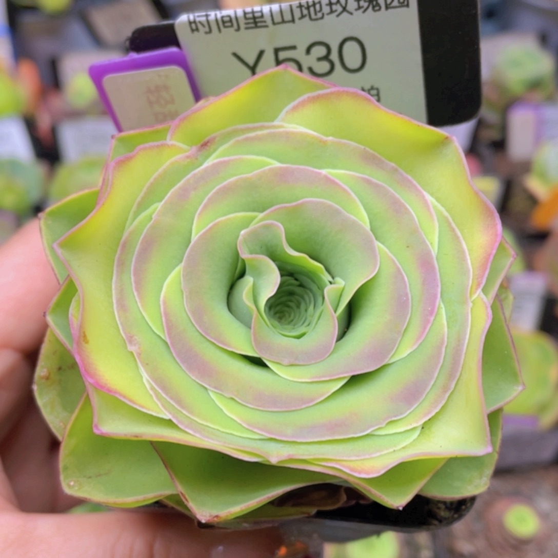 轻甜变异一物一拍530