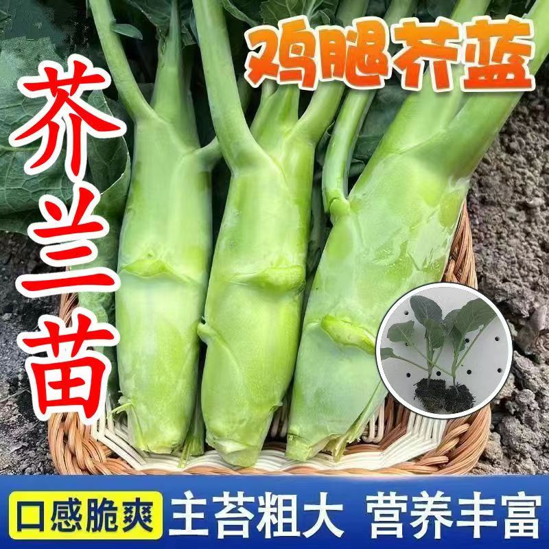 芥兰苗芥蓝种苗幼苗四季露天盆栽鸡腿芥兰舔脆芥蓝蔬菜苗耐寒耐热