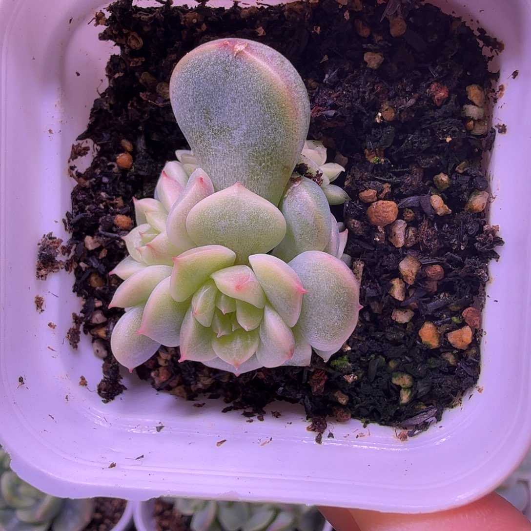 5头荔枝叶插苗一物一拍