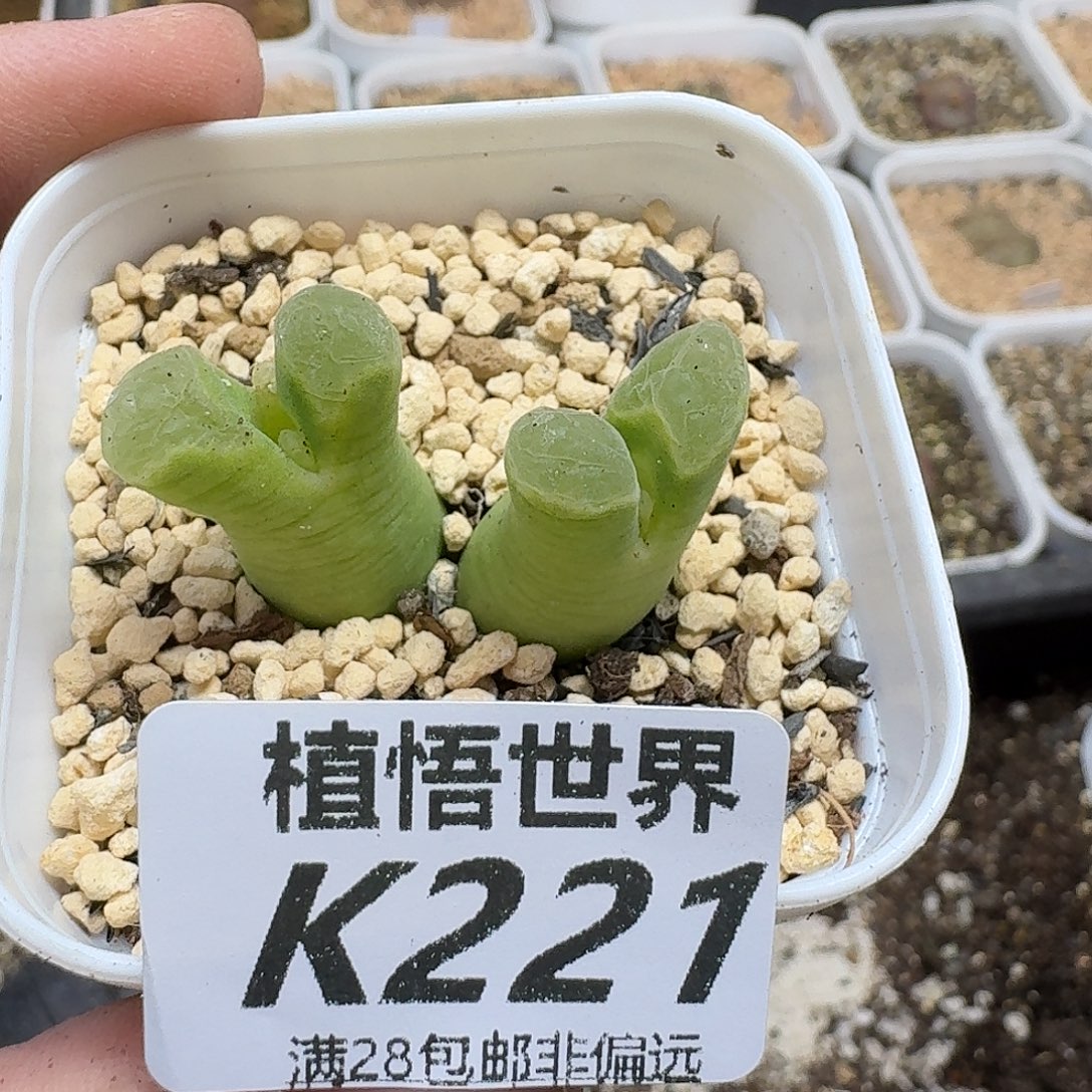 多肉植物的人生fgn